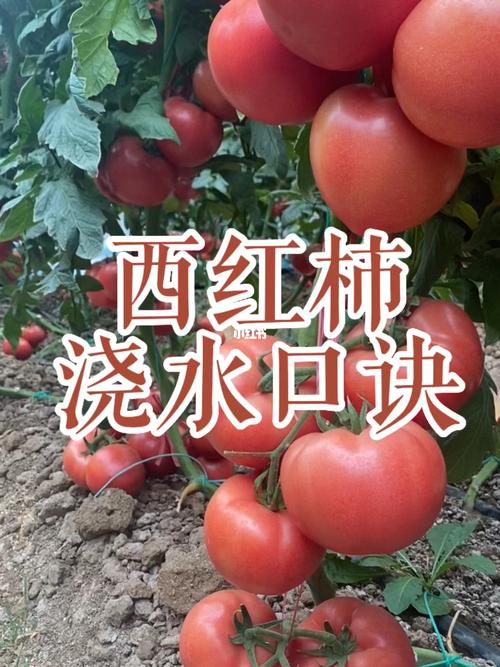 西红柿花前水什么时候浇_番茄开花前怎么种植视频 西红柿花前水什么时候浇_番茄开花前怎么种植视频 土壤施肥