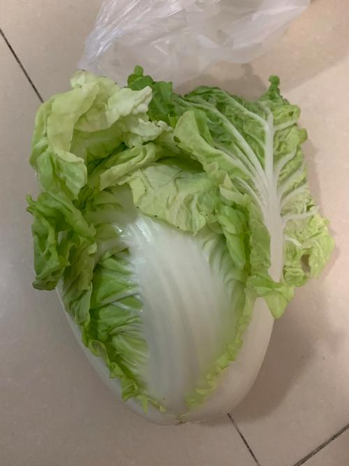 潮州白菜的正宗做法_潮汕番茄怎么种植的图片大全 潮州白菜的正宗做法_潮汕番茄怎么种植的图片大全 植物种类