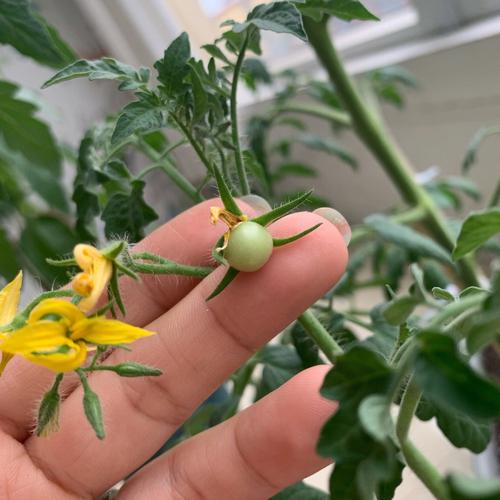 家中阳台上怎么种小番茄_家庭凉台种植番茄怎么种的 家中阳台上怎么种小番茄_家庭凉台种植番茄怎么种的 植物种类