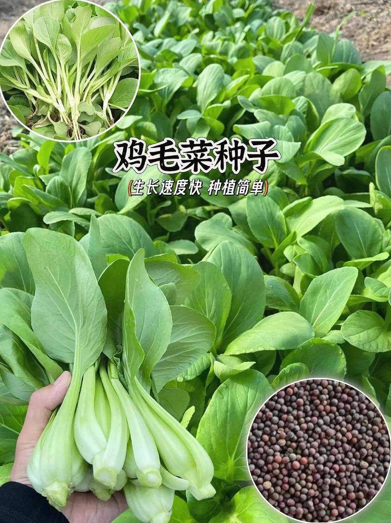 菜农种了很多绿色蔬菜，质量好，怎样帮助他们卖上好价钱呢_蔬菜种植方法小技巧视频教程 菜农种了很多绿色蔬菜，质量好，怎样帮助他们卖上好价钱呢_蔬菜种植方法小技巧视频教程 种植技巧