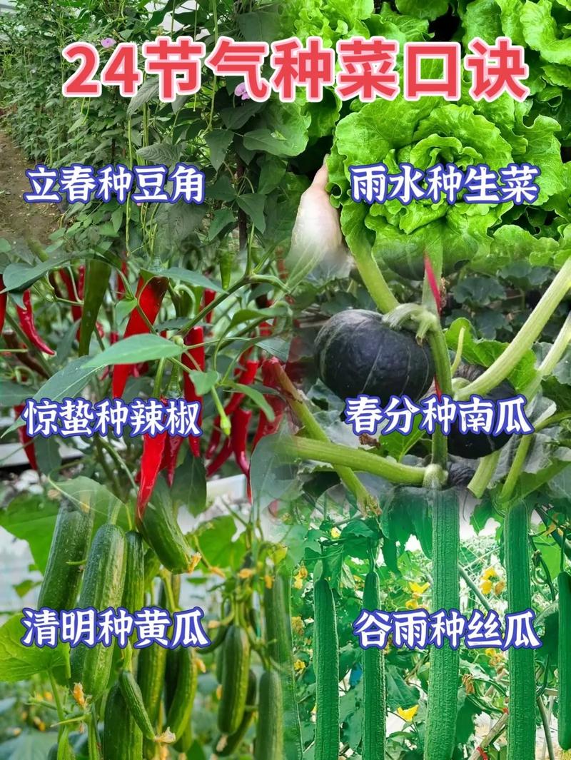 如何种植蔬菜_蔬菜种植讲解 如何种植蔬菜_蔬菜种植讲解 农业常识
