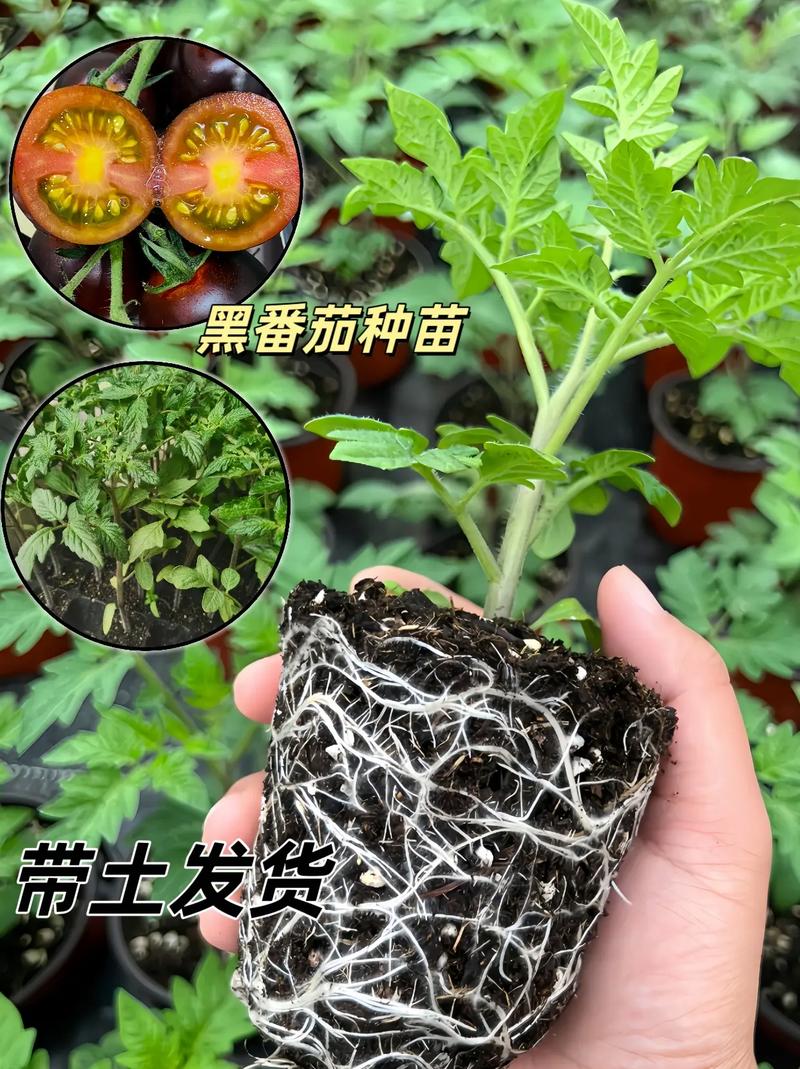 黑珍珠番茄种植方法_怎么种植番茄黑珍珠呢视频 黑珍珠番茄种植方法_怎么种植番茄黑珍珠呢视频 农业常识