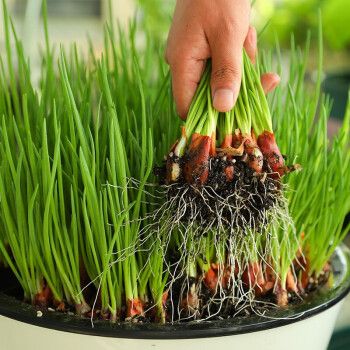 农村大面积小香葱的种植技术有哪些_东北蔬菜种植技巧视频教程 农村大面积小香葱的种植技术有哪些_东北蔬菜种植技巧视频教程 种植技巧