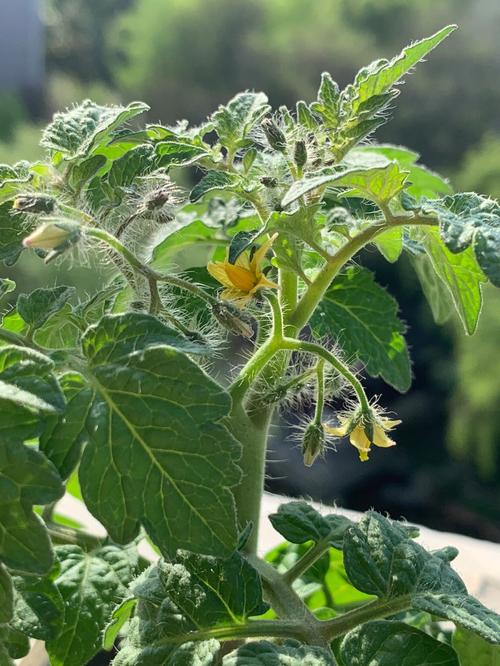 冬天西红柿苗在室内怎么处理_冷天番茄怎么管理种植呢 种植技巧 冬天西红柿苗在室内怎么处理_冷天番茄怎么管理种植呢 冬天西红柿苗在室内怎么处理_冷天番茄怎么管理种植呢 种植技巧