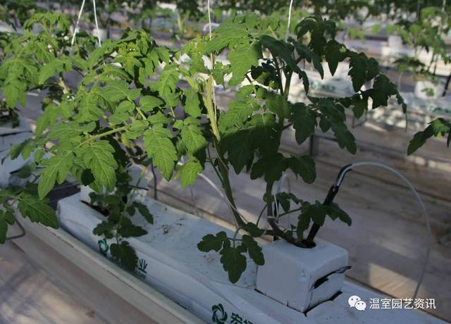 西红柿留双头怎么留_双头番茄怎么种植视频 西红柿留双头怎么留_双头番茄怎么种植视频 土壤施肥