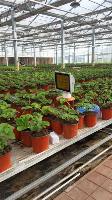 种植西红柿需要大功率植物灯吗_番茄室内种植灯怎么选择好 土壤施肥 种植西红柿需要大功率植物灯吗_番茄室内种植灯怎么选择好 种植西红柿需要大功率植物灯吗_番茄室内种植灯怎么选择好 土壤施肥
