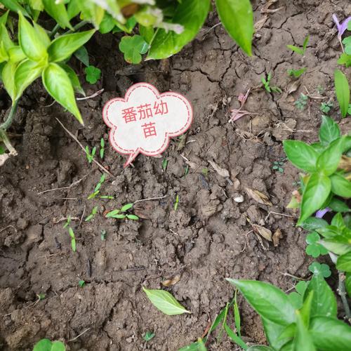 你的家乡是什么样子的？简单写一写吧_丽莎番茄种子怎么种植的 你的家乡是什么样子的？简单写一写吧_丽莎番茄种子怎么种植的 植物种类