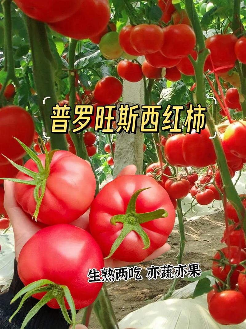 在家怎么种植普罗旺斯西红柿_番茄家庭怎么种植图片大全 在家怎么种植普罗旺斯西红柿_番茄家庭怎么种植图片大全 农业常识