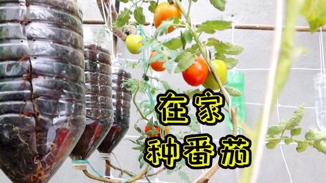 樱桃番茄种植方法全过程_花盆红番茄怎么种植视频 樱桃番茄种植方法全过程_花盆红番茄怎么种植视频 植物种类