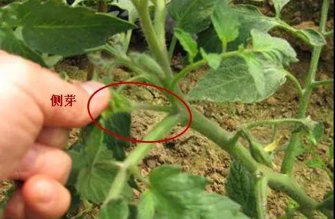 小番茄如何整枝打叉_绿色番茄怎么种植的视频教程 小番茄如何整枝打叉_绿色番茄怎么种植的视频教程 番茄病虫害防治