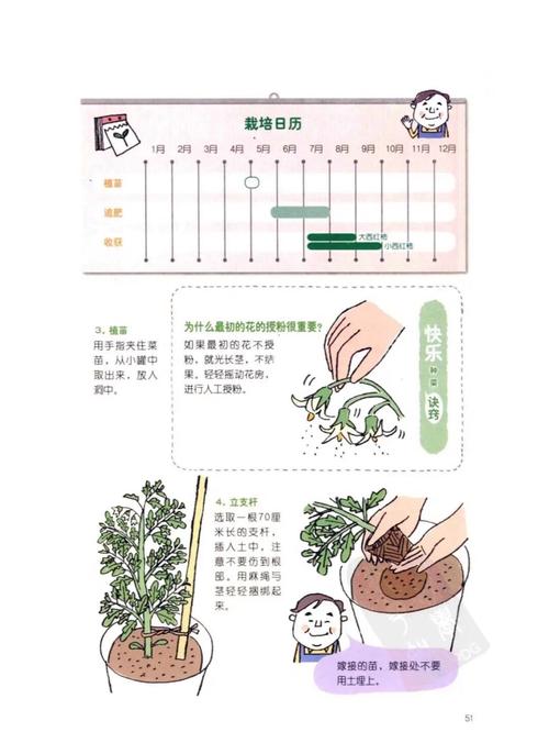 小西红柿种子怎么种_阳台怎么种植大番茄种子呢 小西红柿种子怎么种_阳台怎么种植大番茄种子呢 农业常识