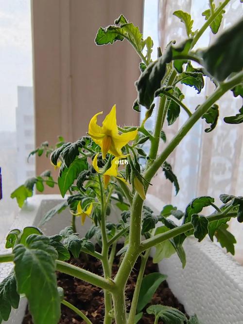 西红柿花开到什么程度点结果快_番茄怎么种植开花快些呢 西红柿花开到什么程度点结果快_番茄怎么种植开花快些呢 番茄种植技巧