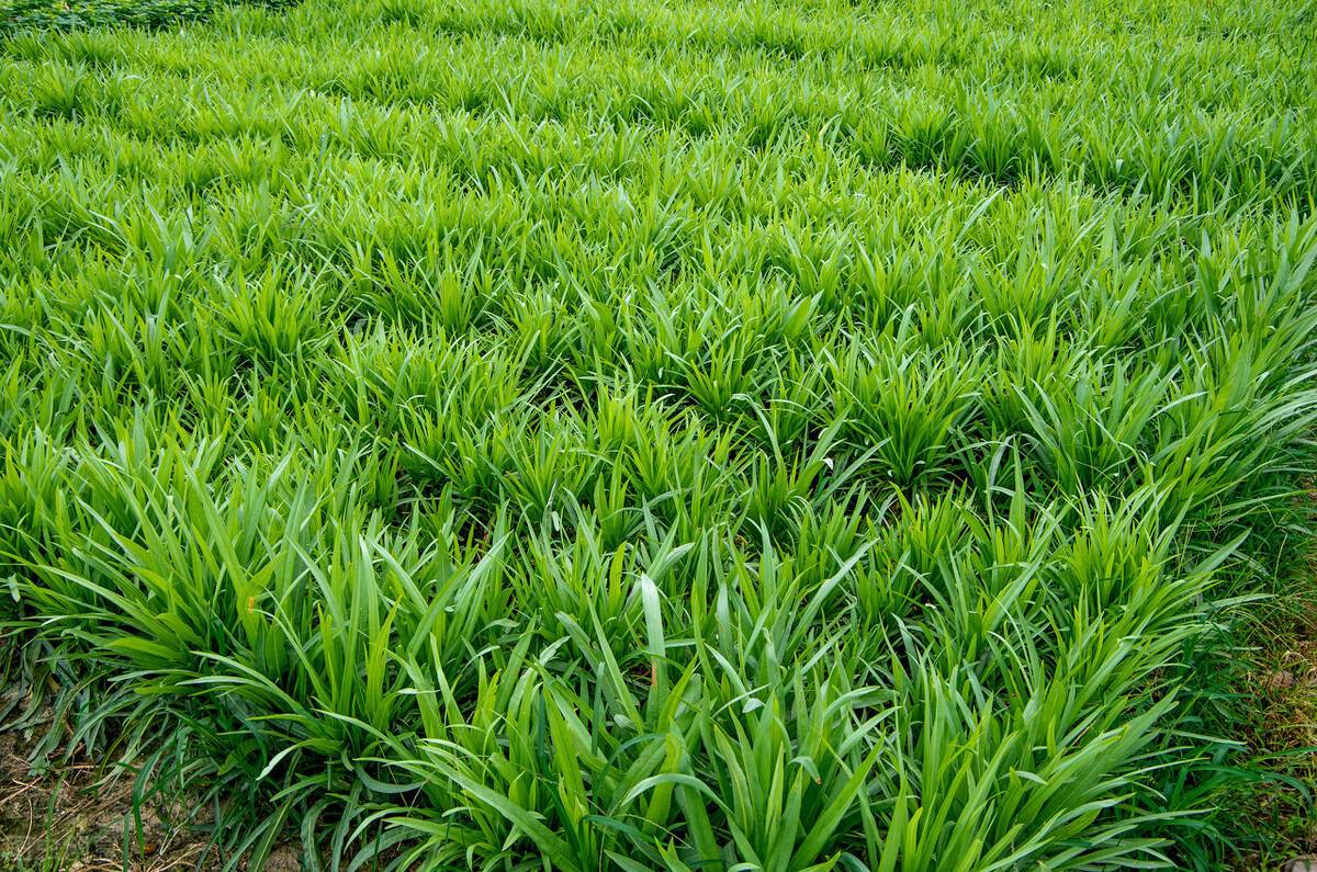 韭菜种植全过程和方法_蔬菜韭菜种植技巧视频 韭菜种植全过程和方法_蔬菜韭菜种植技巧视频 番茄种植技巧
