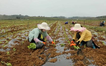 农民的土地流转出去，有哪些影响_小田蔬菜种植技巧图解视频 农民的土地流转出去，有哪些影响_小田蔬菜种植技巧图解视频 种植技巧