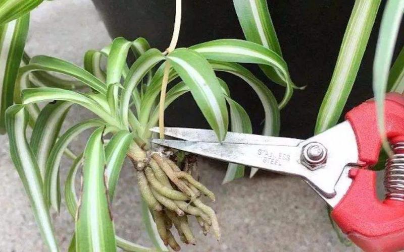 吊兰看不见根怎么修剪扦插_根块类蔬菜种植技巧视频教程 吊兰看不见根怎么修剪扦插_根块类蔬菜种植技巧视频教程 番茄病虫害防治