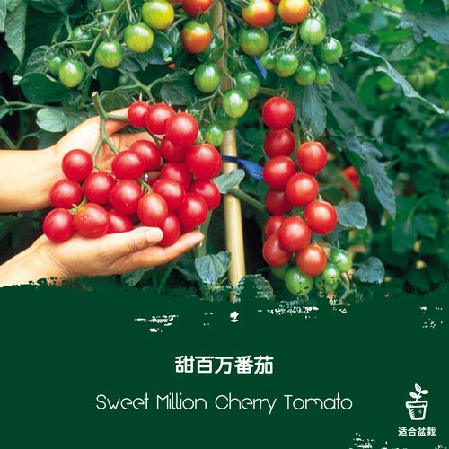 甜百万番茄可以长多高_种植番茄甜百万怎么种植的 甜百万番茄可以长多高_种植番茄甜百万怎么种植的 花朵知识