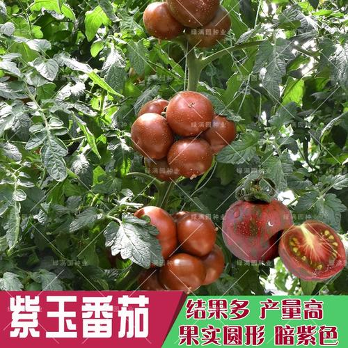 五彩紫玉番茄怎么种_种彩色番茄怎么种植方法视频 五彩紫玉番茄怎么种_种彩色番茄怎么种植方法视频 种植技巧
