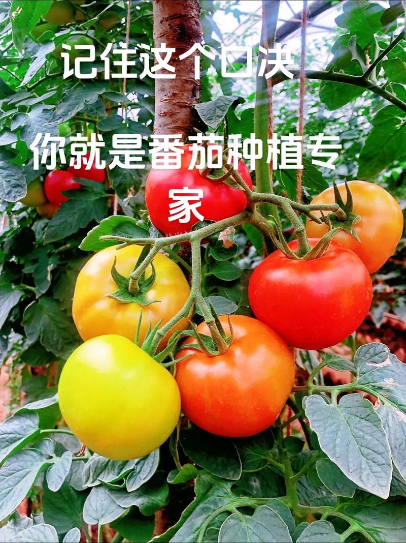 关于种植西红柿的文案_樱桃番茄种植文案怎么写好 关于种植西红柿的文案_樱桃番茄种植文案怎么写好 番茄种植技巧