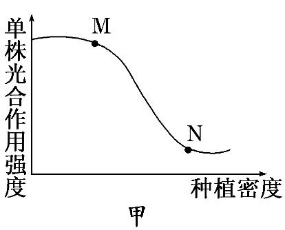番茄的定密度技术_番茄的种植密度怎么算好的呢 番茄的定密度技术_番茄的种植密度怎么算好的呢 土壤施肥
