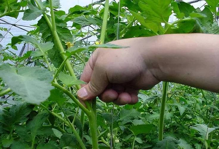番茄叶的食用法_番茄叶怎么种植最好呢视频 番茄叶的食用法_番茄叶怎么种植最好呢视频 农业常识