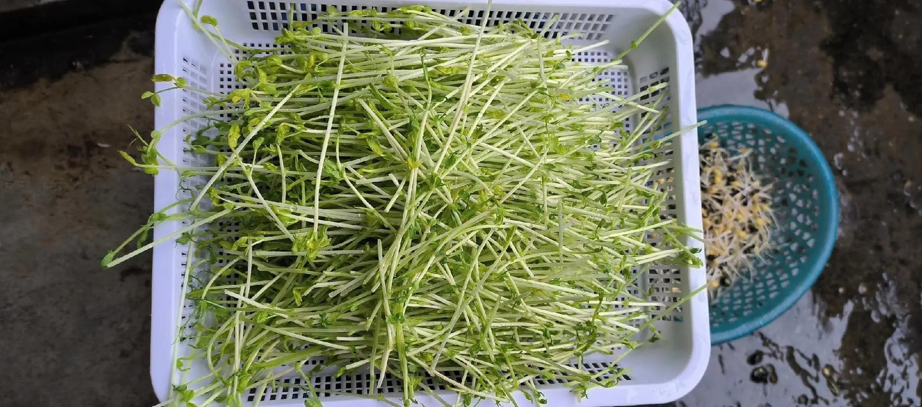 水培蔬菜_春天水培蔬菜有哪些 水培蔬菜_春天水培蔬菜有哪些 植物种类