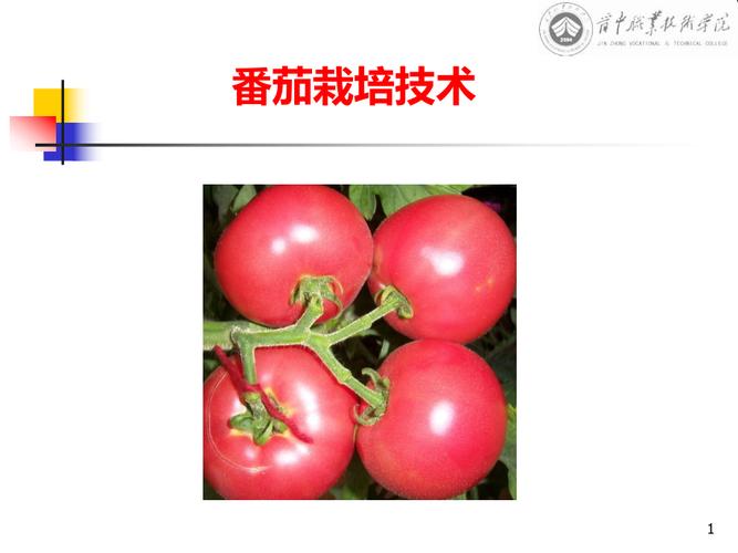 做自媒体怎样快速找到自己的定位_番茄种植ppt 做自媒体怎样快速找到自己的定位_番茄种植ppt 番茄种植技巧