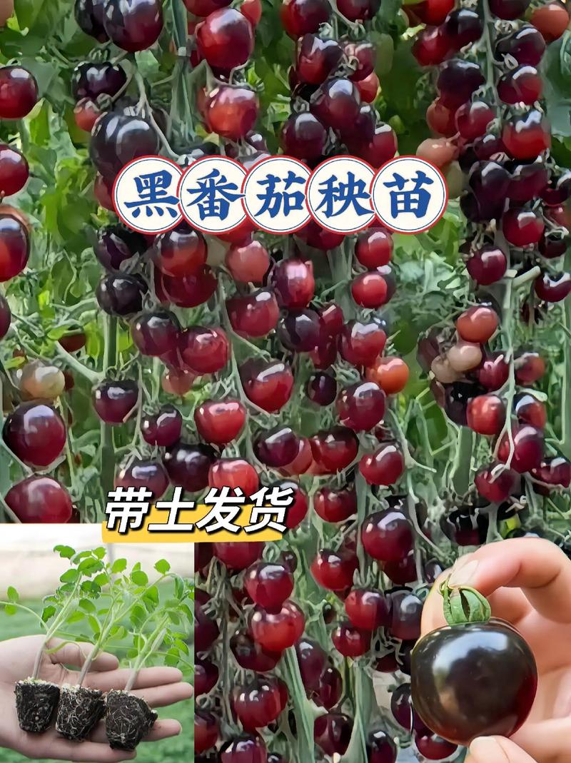 什么品种的黑番茄比较好_珍珠黑番茄怎么种植视频 什么品种的黑番茄比较好_珍珠黑番茄怎么种植视频 番茄种植技巧