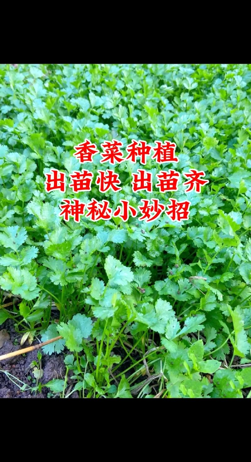 香菜种植方法_香菜蔬菜种植技巧视频 香菜种植方法_香菜蔬菜种植技巧视频 植物种类