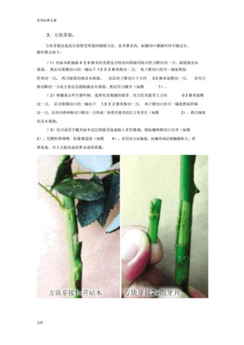 月季有哪些嫁接方法？各有什么优点_嫁接番茄怎么种植的视频教程 月季有哪些嫁接方法？各有什么优点_嫁接番茄怎么种植的视频教程 植物种类