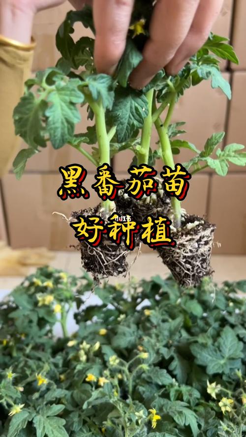 黑宝石番茄口感怎么样_番茄黑宝石种子怎么种植视频 黑宝石番茄口感怎么样_番茄黑宝石种子怎么种植视频 花朵知识
