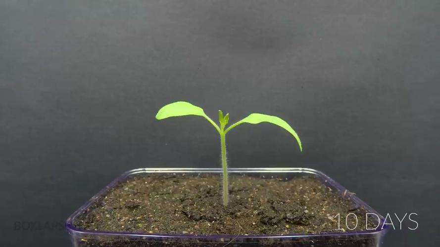 怎样在家里种植西红柿（番茄）_番茄切片后怎么种植视频 怎样在家里种植西红柿（番茄）_番茄切片后怎么种植视频 植物种类