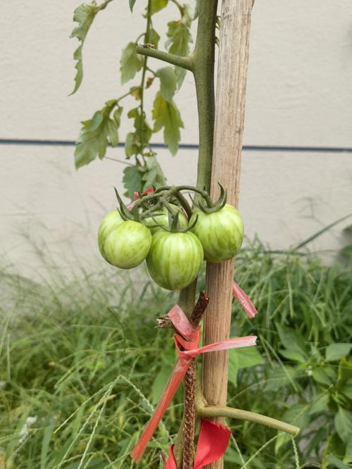 西红柿和什么菜共生种植最好_番茄香菜怎么种植方法视频 西红柿和什么菜共生种植最好_番茄香菜怎么种植方法视频 番茄种植技巧