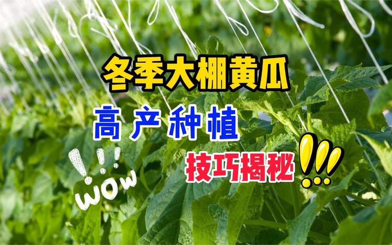 近期连续雾霾阴雨天气大棚瓜果蔬菜如何能持续高产_蔬菜种植高产技巧与方法视频 近期连续雾霾阴雨天气大棚瓜果蔬菜如何能持续高产_蔬菜种植高产技巧与方法视频 土壤施肥
