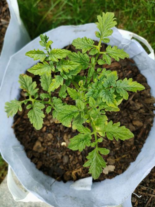 西红柿育苗盘种植方法_横向育苗番茄怎么种植视频 西红柿育苗盘种植方法_横向育苗番茄怎么种植视频 番茄种植技巧