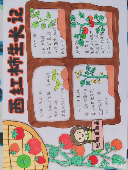 西红柿的来历_种植番茄历史简介怎么写的 西红柿的来历_种植番茄历史简介怎么写的 土壤施肥