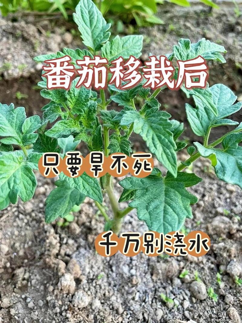 小番茄浇水的正确方法_小番茄怎么种植浇水最好呢 小番茄浇水的正确方法_小番茄怎么种植浇水最好呢 植物种类