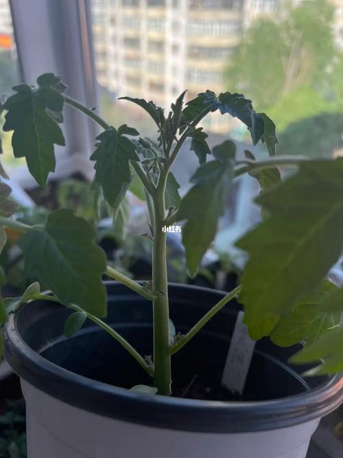 6-7月吃什么水果_金太阳番茄怎么种植视频 6-7月吃什么水果_金太阳番茄怎么种植视频 花朵知识