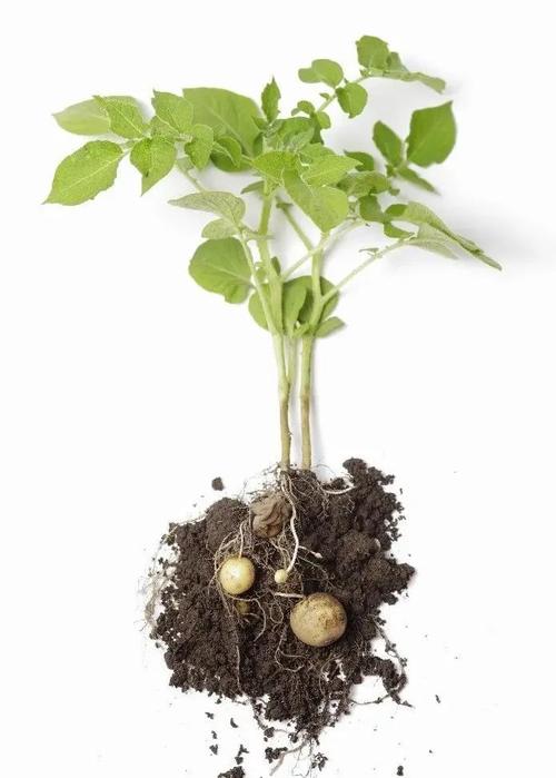 西红柿和土豆种植离开多远可以啊_种植土豆番茄怎么种植视频 西红柿和土豆种植离开多远可以啊_种植土豆番茄怎么种植视频 植物种类