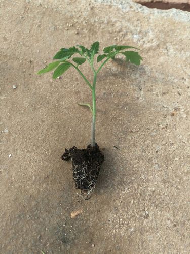 西红柿的根系能扎多深_番茄根系怎么种植视频 西红柿的根系能扎多深_番茄根系怎么种植视频 花朵知识