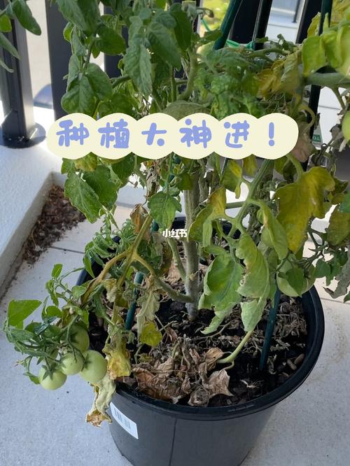蕃茄叶子发黄怎么办_番茄叶子发黄怎么种植视频 蕃茄叶子发黄怎么办_番茄叶子发黄怎么种植视频 花朵知识