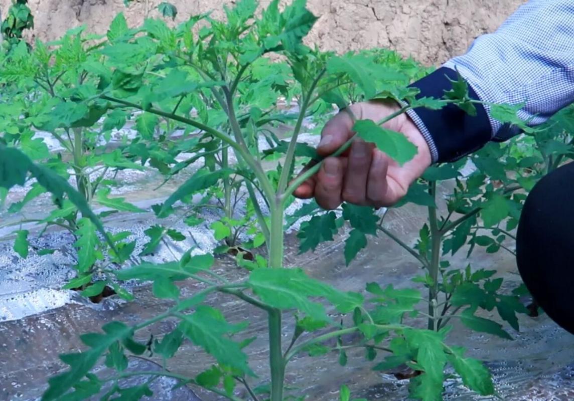 常熟主要种植作物有哪些_松树怎么种植小番茄视频 常熟主要种植作物有哪些_松树怎么种植小番茄视频 种植技巧