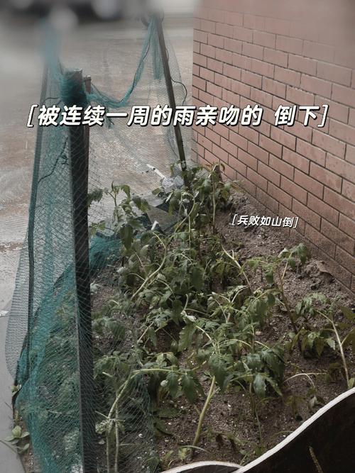 露天番茄下雨天怎么办_番茄种植 雨季怎么管理好 露天番茄下雨天怎么办_番茄种植 雨季怎么管理好 番茄病虫害防治