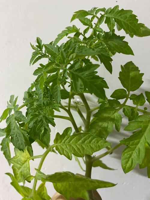 小西红柿苗栽多远一棵_小番茄怎么种植距离最长 小西红柿苗栽多远一棵_小番茄怎么种植距离最长 番茄病虫害防治