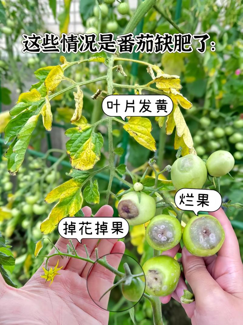 西红柿用什么底肥产量高_种植番茄怎么施底肥呢视频 西红柿用什么底肥产量高_种植番茄怎么施底肥呢视频 番茄种植技巧