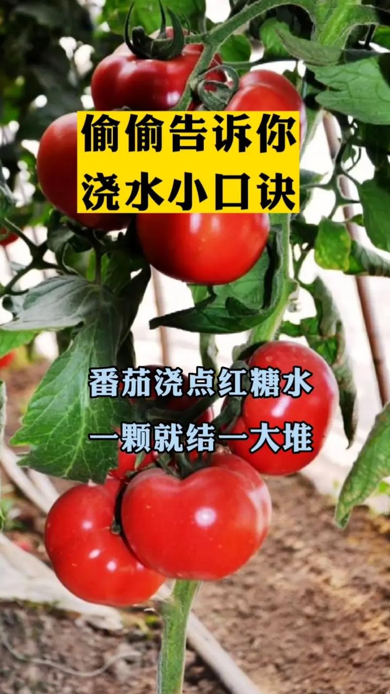 红糖水浇西红柿有啥好处_红糖水种植番茄怎么种植的 红糖水浇西红柿有啥好处_红糖水种植番茄怎么种植的 花朵知识