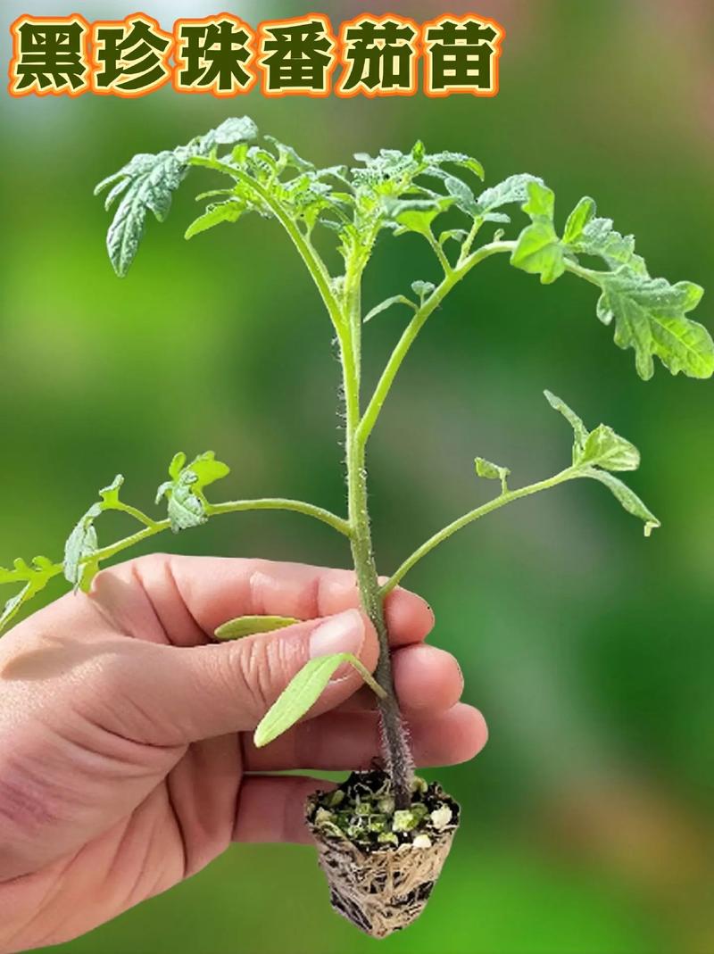 室内种植番茄_家庭种植番茄怎么种好卖呢 室内种植番茄_家庭种植番茄怎么种好卖呢 花朵知识