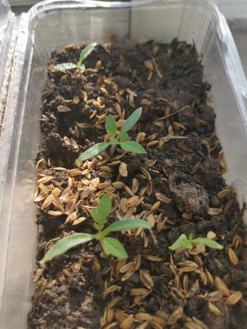 小西红柿育苗方法_怎么用纸巾种植番茄种子呢 小西红柿育苗方法_怎么用纸巾种植番茄种子呢 番茄种植技巧