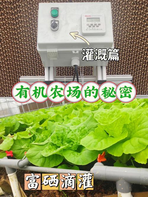怎样能种植出高品质的有机蔬菜_绿色有机蔬菜种植技巧和方法 怎样能种植出高品质的有机蔬菜_绿色有机蔬菜种植技巧和方法 土壤施肥