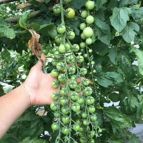瀑布小番茄种植方法_瀑布番茄苗怎么种植的 瀑布小番茄种植方法_瀑布番茄苗怎么种植的 土壤施肥