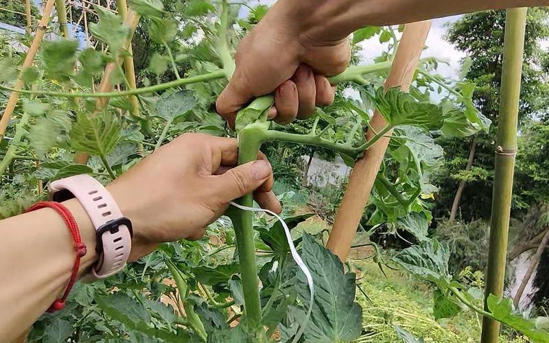 番茄结果了如何修枝_番茄种植怎么修剪 打顶视频 番茄结果了如何修枝_番茄种植怎么修剪 打顶视频 土壤施肥